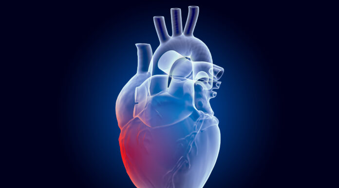 The Heart-Saving Hormone