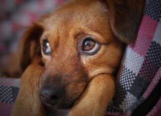 How To Potty Train Your Dog