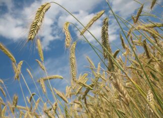 Understanding the Impact of GMO Products on Human Health