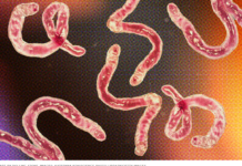 Parasite Purge: Cleansing Your Body for Optimal Health