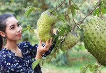 The Astonishing Benefits of Soursop: Unveiling Nature’s Miraculous Fruit