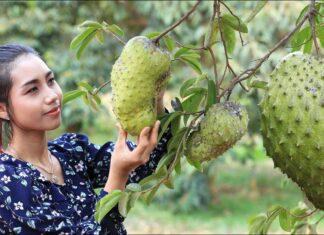 The Astonishing Benefits of Soursop: Unveiling Nature’s Miraculous Fruit