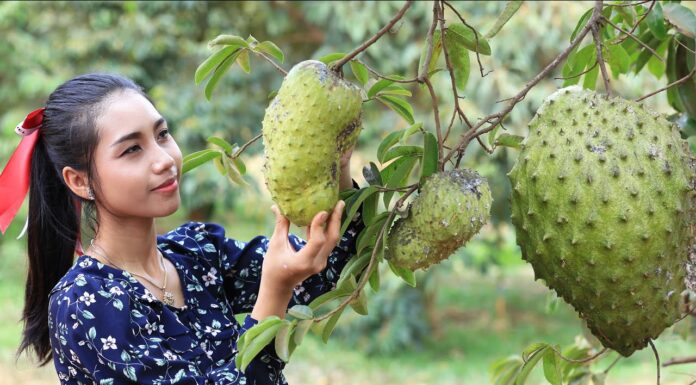 The Astonishing Benefits of Soursop: Unveiling Nature’s Miraculous Fruit